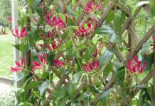 Gloriosa, dura poco, ma che spettacolo gloriosa