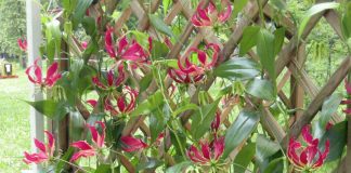gloriosa