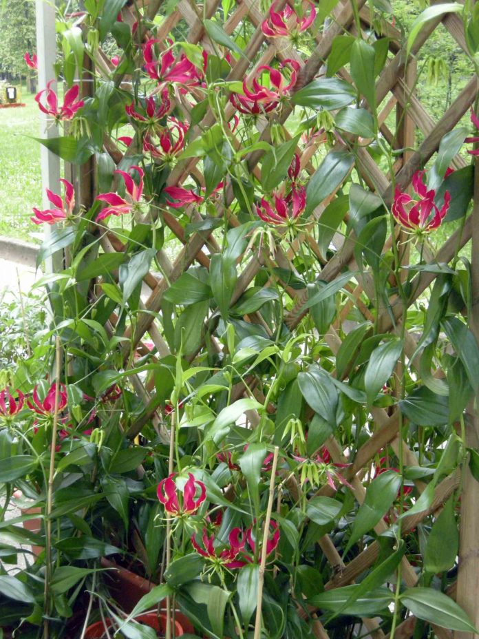 gloriosa copia gloriosa