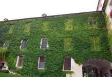 Vite canadese, affascinante in autunno vite canadese