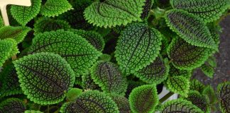 Pilea mollis