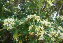 Pittosforo, sempreverde profumato pittosporum tobira