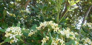 pittosporum tobira