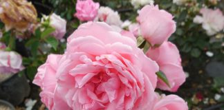 rosa comptesse de segur