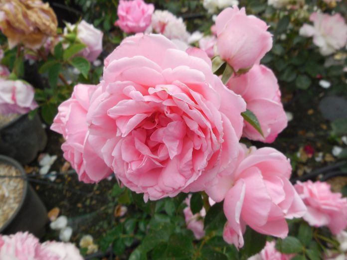 rosa_comptesse_de_segur1 rosa comptesse de segur