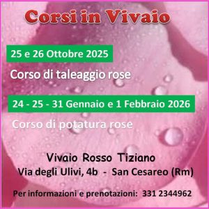 rosso tiziano rose