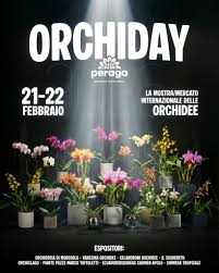 orchiday