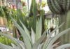 agave desmottiana Mutate White