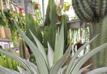 agave desmottiana Mutate White