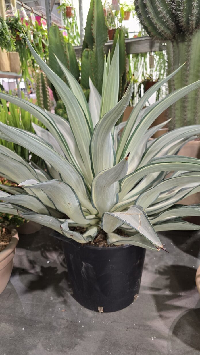 agave desmottiana Mutate White