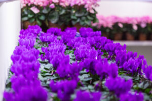 ciclamino 'Dragon Blue'