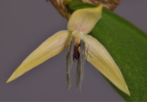 bulbophyllum nocturnum