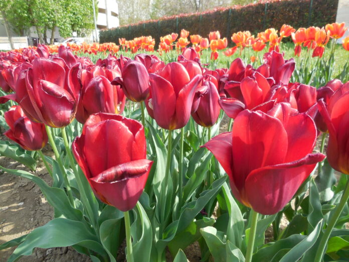 tulipark tulipani