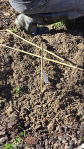 Il paletto di segnalazione con il cartellino della varietà. peonie