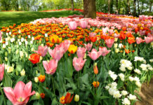 CASTELLO DI PRALORMO Messer Tulipano mostre mercato