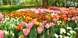 CASTELLO DI PRALORMO Messer Tulipano mostre mercato