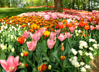 CASTELLO DI PRALORMO Messer Tulipano mostre mercato