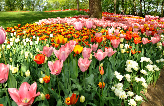 CASTELLO DI PRALORMO Messer Tulipano mostre mercato