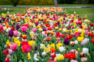 sigurtà tulipanomania