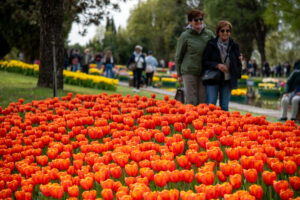 sigurtà tulipanomania