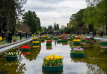 Sigurtà Tulipanomania