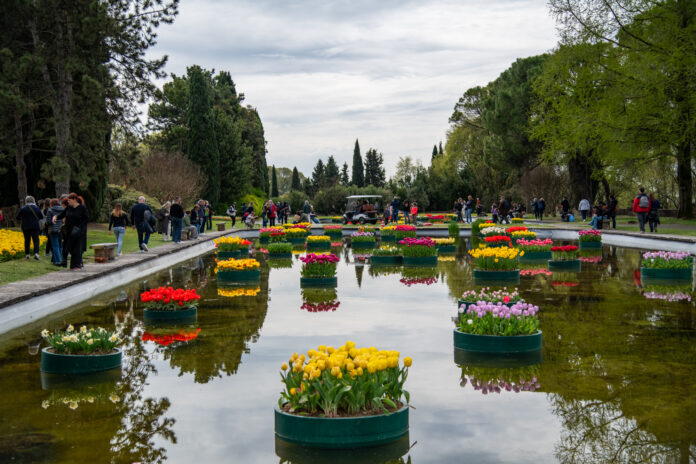 RosannaLorenzini-26-03-29-4506 Sigurtà Tulipanomania