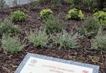 cippo ornella vanoni