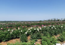 Peonie peoniamia mostre mercato