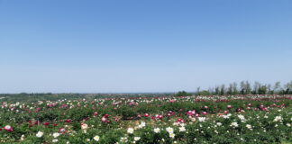 Peonie peoniamia mostre mercato