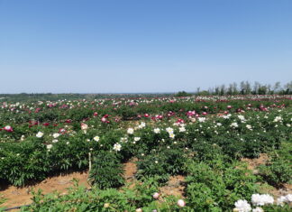 Peonie peoniamia mostre mercato