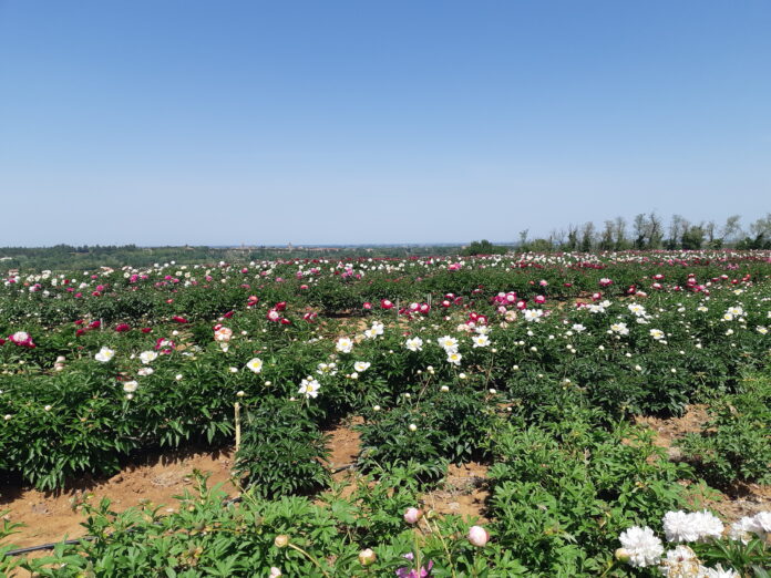 Peonie peoniamia mostre mercato