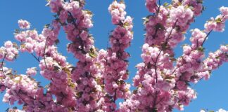 prunus da fiore fiori rosa mostre mercato