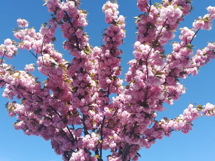 prunus_f prunus da fiore fiori rosa mostre mercato