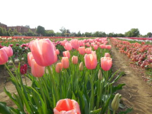 tulipark mostre mercato