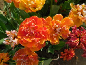 tulipani mostre mercato