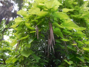 diverdeinverde catalpa