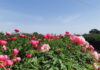 peonie mostre mercato