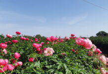 peonie mostre mercato