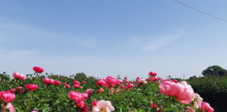 peonie mostre mercato