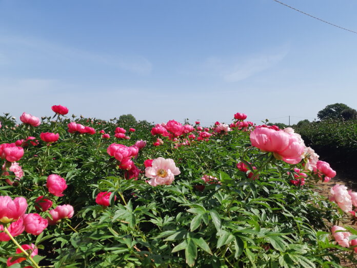 peonie mostre mercato