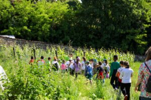 franciacorta in fiore