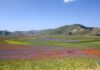 fioritura castelluccio