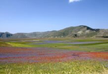 fioritura castelluccio