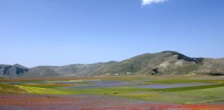 fioritura castelluccio