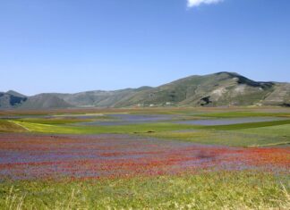 fioritura castelluccio