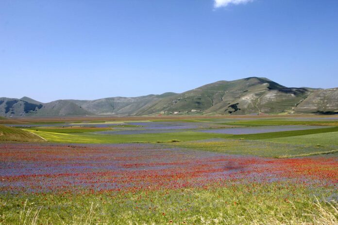 fioritura castelluccio