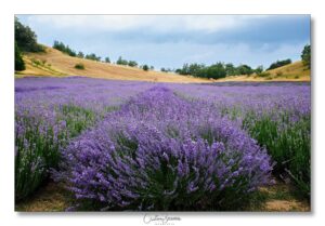 mostre mercato lavanda rodiano