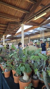 festa cactus mostre mercato