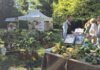 verde grazzano mostre mercato