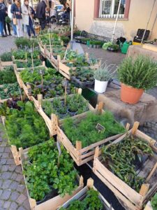 floracqui acqui terme